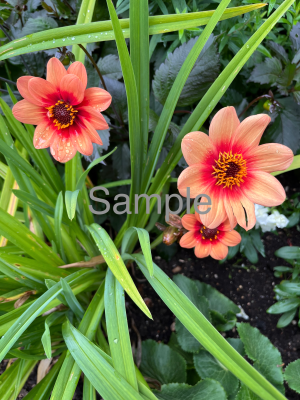 Orange Flowers