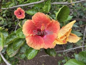 Orange Hibiscus