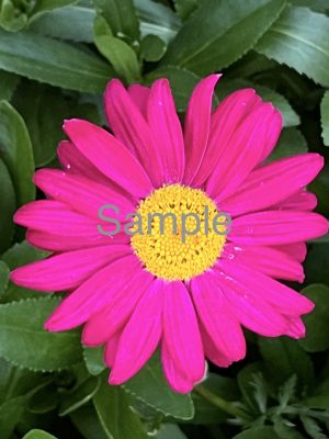 Pink Flower