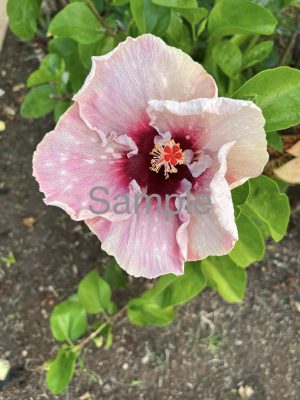 Pink Hibiscus