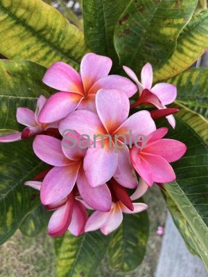 Pink Plumeria