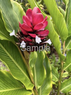 Torch Ginger