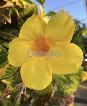 Yellow Flower